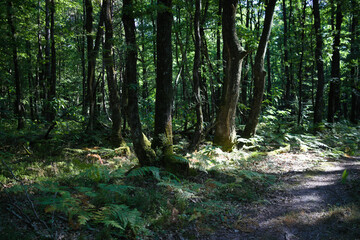 Sous bois des forêts de la Sarthe