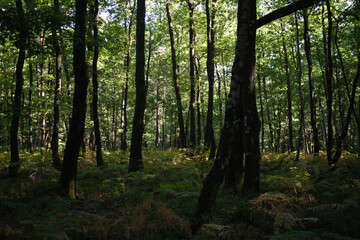 Sous bois des forêts de la Sarthe