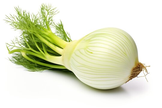 Generative AI : Fennel bulb isolated on transparent or white background