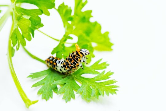 白背景に食草の三つ葉の緑の葉でオレンジ色の臭角を出して威嚇するキアゲハ蝶の中齢幼虫