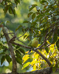 pin tailed green pigeon or Treron apicauda on tree in natural scenic green background during winter season at dhikala jim corbett national park forest tiger reserve uttarakhand india asia