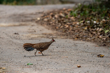 Kalij pheasant or Lophura leucomelanos female running crossing on forest track or road at dhikala zone of jim corbett national park or tiger reserve uttarakhand india