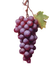 Fototapeta premium Fresh grape on white background， fresh grape isolated ,