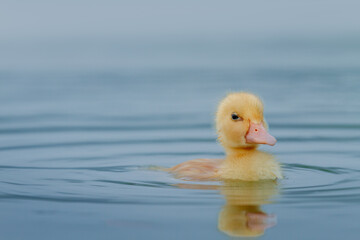 Innocent duckling swimming in the water happily. Animal closeup 