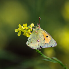 Close-up view of Cloudy Yellow (Colias crocea) butterfly