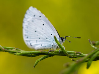 Close-up of a holly blue butterfly - obrazy, fototapety, plakaty