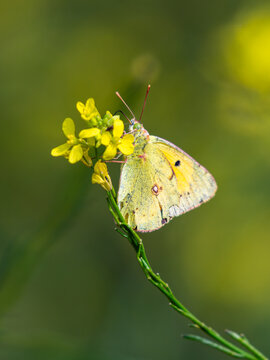 Macro photo of Cloudy Yellow (Colias crocea) butterfly