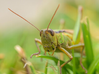 A green grasshopper sitting in the grass
