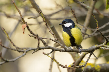 Fototapeta premium A great tit sitting on a twig