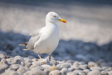 Fototapeta na wymiar A european herring gull standing on the beach