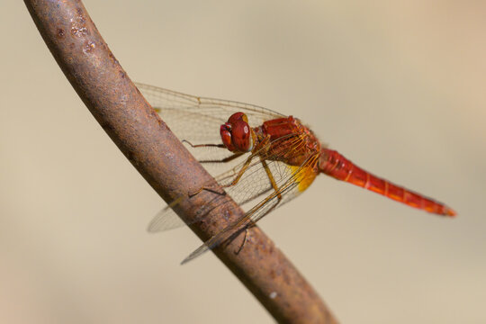 A common scarlet darter resting near water