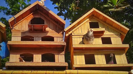 The wooden house of pigeon in the city park during sunny day