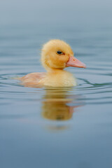 Innocent duckling swimming in the water happily. Animal closeup 