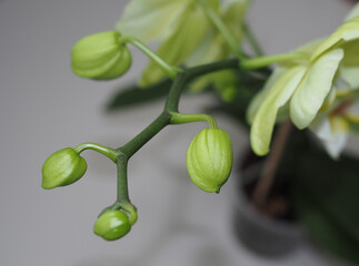 Obraz premium Green orchid phalaenopsis buds on stalk ready to bloom