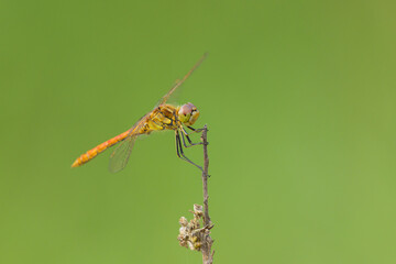 A vagrant darter dragonfly resting on a plant