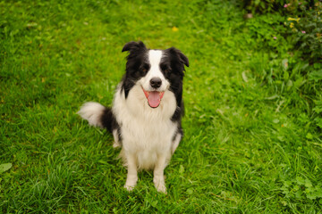Outdoor portrait of cute smiling puppy border collie sitting on park background. Little dog with funny face in sunny summer day outdoors. Pet care and funny animals life concept