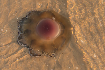 A jellyfish floats to the surface of the water