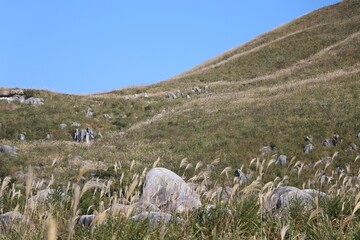 Naklejka premium 平尾台のススキ