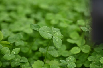 green clover leaves as background, clover leaf texture, Patrick's day symbol 

