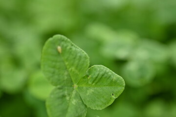 green clover leaves as background, clover leaf texture, Patrick's day symbol 
