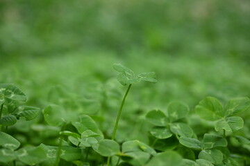 green clover leaves as background, clover leaf texture, Patrick's day symbol 
