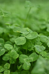 green clover leaves as background, clover leaf texture, Patrick's day symbol 

