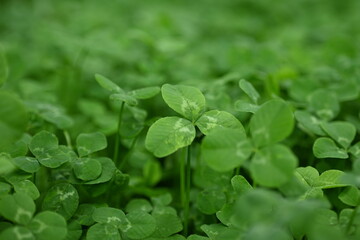 green clover leaves as background, clover leaf texture, Patrick's day symbol 
