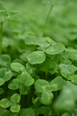 Fototapeta na wymiar green clover leaves as background, clover leaf texture, Patrick's day symbol 