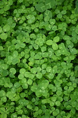 green clover leaf texture, green clover leaf background, background of green clover leaves