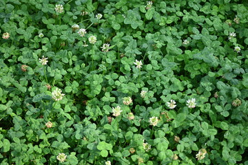 green clover leaf texture, green clover leaf background, background of green clover leaves