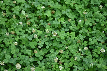 green clover leaf texture, green clover leaf background, background of green clover leaves