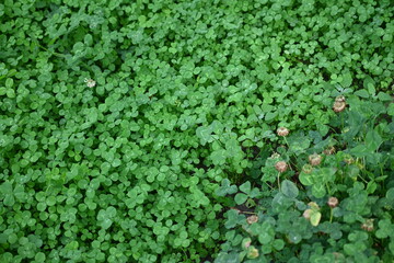 Fototapeta na wymiar green clover leaf texture, green clover leaf background, background of green clover leaves
