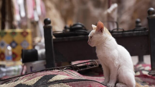 Young white cat sitting on the carpet in his Bedouin camp. Wild feline animal waiting for his master to prepare him some food on the barbecue.