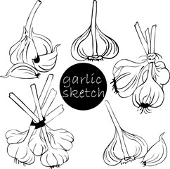 Set of vector illustrations with garlic, hand-drawn. Bunch of garlic with dry stalks is tied with rope in sketch. Harvest time. Farmers market product, isolated vegetable.