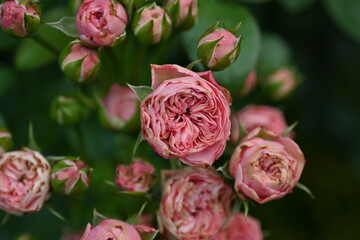 flowers roses as a background, close-up of rose flowers on green background, blank space for inscription	
