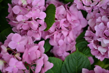 symmetrical abstract top photo of green grass, symmetrical grass pattern close up 