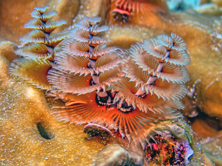 Obraz premium Spirobranchus giganteus, Christmas tree worms
