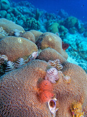 Spirobranchus giganteus, Christmas tree worms