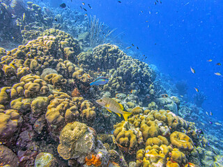 Naklejka premium Caribbean coral garden