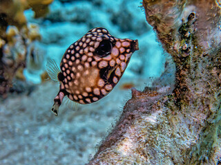 Lactophrys triqueter, smooth trunkfish, boxfish,