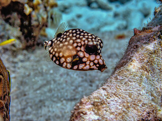 Lactophrys triqueter, smooth trunkfish, boxfish,