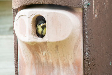 A youngster of a great tit
