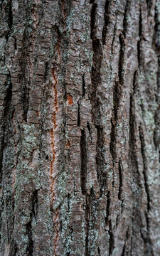 elm wood texture. Wood skin. beautiful bark on a tree trunk as background texture. Relief texture of the  bark of a tree close-up