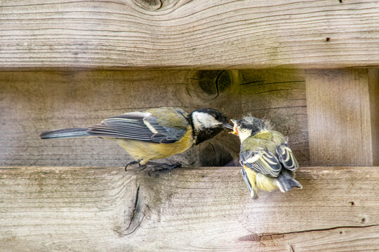 A great tit with its youngster