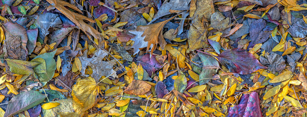 Autumn leaves in forest