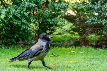 A Hooded crow (Corvus cornix) walking in a public park during late spring.