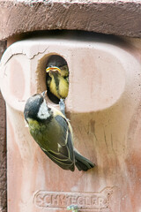 A great tit with its youngster