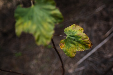 At a vineyard in the wine-producing region of California, a leaf slowly dies as the cold weather of autumn sets in. Shades of yellow and dark splotches spread across the surface of the leaf.