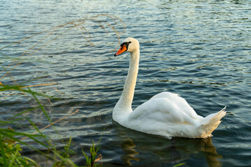 White Mute Swan (Cygnus olor), floating in the evening's light on the Danube River bank.