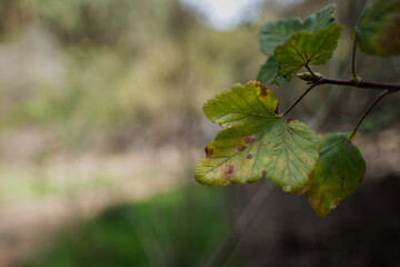 At a vineyard in the wine-producing region of California, a leaf slowly dies as the cold weather of autumn sets in. Shades of yellow and dark splotches spread across the surface of the leaf.